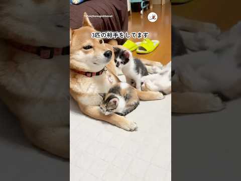 子猫たちの子守りをする柴犬さん｜PECO サムネイル