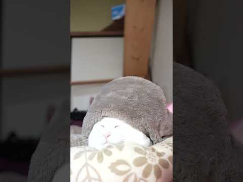 茶色帽子　260221　のせ猫　 cat cute 猫のいる暮らし　 猫kitten ねこ　　 ネコ cutecat… サムネイル