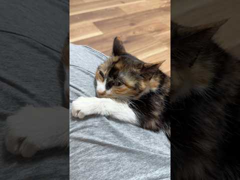 必ず癒します💕子猫の爆音ゴロゴロ サムネイル