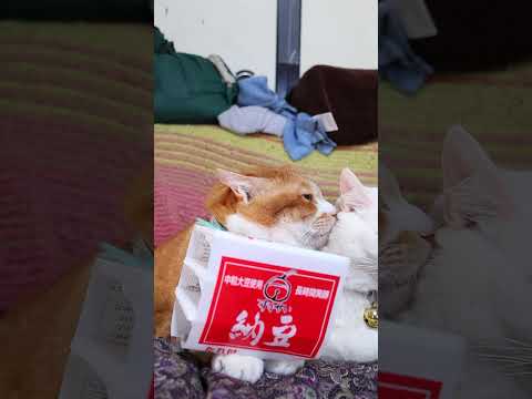 すずせい納豆　260528　 cat のせ猫 cute　 すずせい納豆リ ねこ ネコ　 猫 納豆 猫のいる暮らし