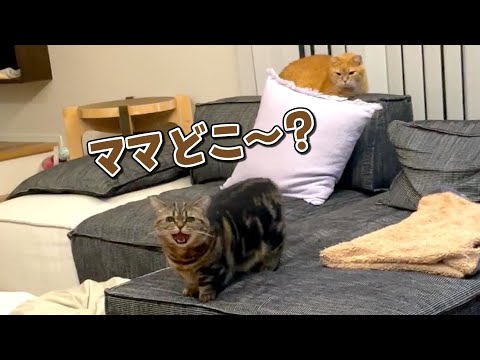 話題の短足マンチカンがママを探して鳴く！可愛すぎる瞬間