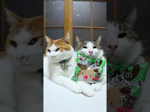 トナカイのもちもちパンケーキ　251223　のせ猫　 cat cute ねこ　 ネコ　 猫のいる暮らし　 猫のいる生活… サムネイル