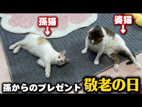 子猫が婆ちゃん猫に敬老の日のプレゼントを贈りました