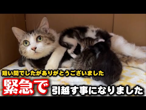 母猫と子猫を連れて家を出る決心をしました サムネイル