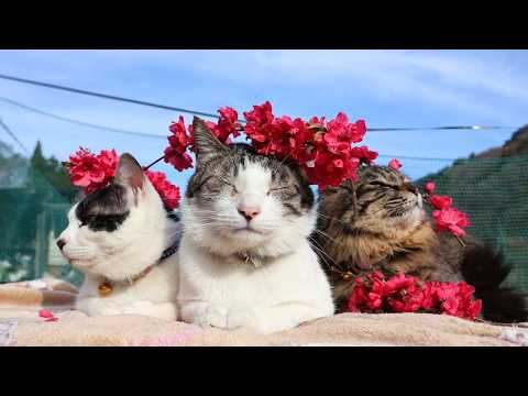 花桃　のせ猫　　260428 サムネイル