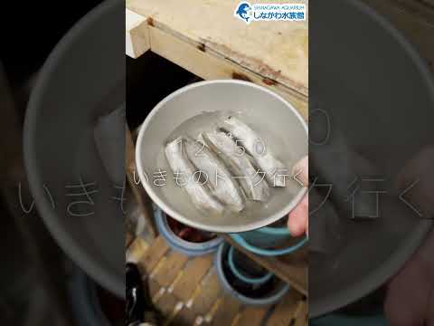 水族館飼育員のゆるゆるVlog⑥＠しながわ水族館【魚類】 サムネイル