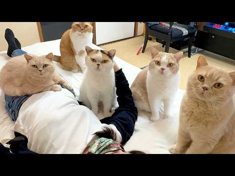 【ナイトルーティン】五月病と低気圧で動けない母を心配する猫たちの夜 サムネイル