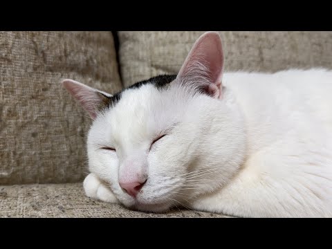 ✨メンバー限定✨深夜の猫 サムネイル