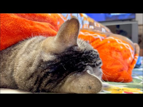 99%が2度寝する｜猫×水の音ASMR Deep Relax ASMR｜Cat Purring & Wooden Ba… サムネイル