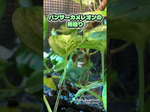 《鳥羽水族館》雨宿り中のパンサーカメレオン☔️💚鳥羽水族館 パンサーカメレオン サムネイル