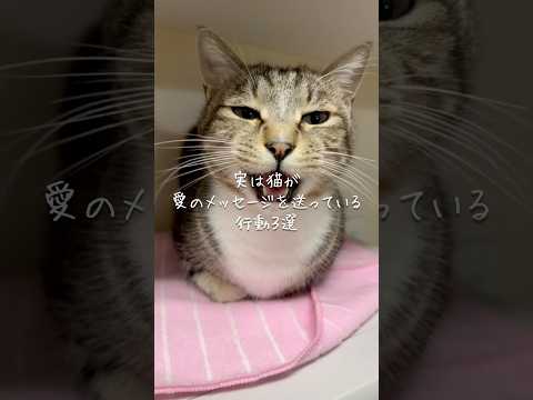 実は猫が愛のメッセージを送っている行動3選 猫 ねこ 猫のいる暮らし 保護猫 猫好きさんと繋がりたい 猫動画 雑学 豆… サムネイル