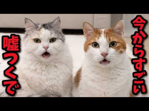 とんでもない嘘をつく猫たち サムネイル