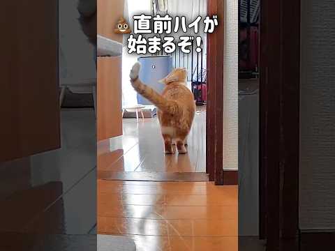 話題の可愛い猫！お尻ムズムズの瞬間をキャッチ