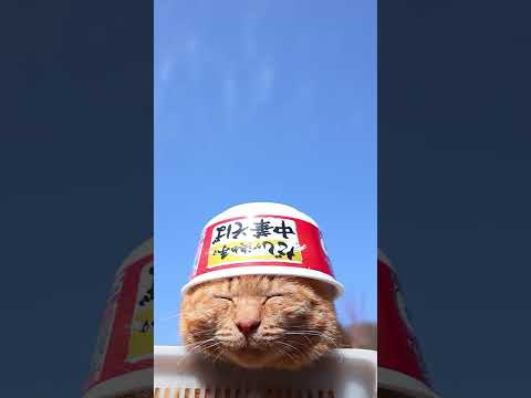 だしが決め手の中華そば　260512　 cat のせ猫 cute　 中華そば ねこ 子ネコ　 猫　 カップラーメン 猫…