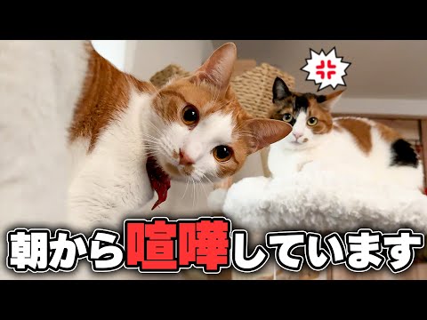 朝から猫たちが、くだらなすぎる理由で揉めてました サムネイル