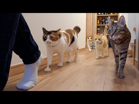 お腹の肉をタプタプと揺らしながら飼い主を追いかける猫たちが可愛すぎてやばいです。。。。 サムネイル