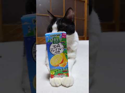 野菜生活１００ 宮崎月夜実グレープフルーツ＆日向夏ミックス　260330　のせ猫　 cat　 cute  ねこ　 猫… サムネイル