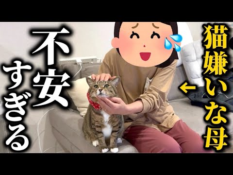 猫嫌いな母に猫達とお留守番をお願いすることになり不安と心配だらけで今夜は眠れなそうです サムネイル