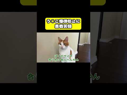 う○こ爆弾防止に悪戦苦闘ッ!!!!! 猫 おもしろ アテレコ ニャンチューバーつくし サムネイル
