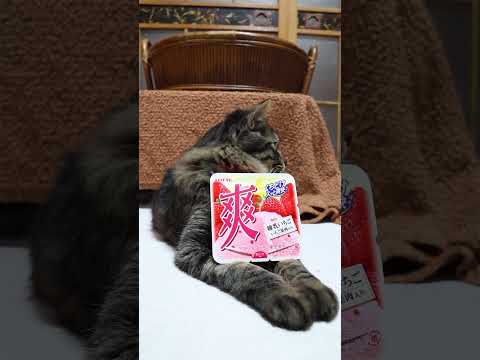 爽　練乳いちご　260113　　のせ猫　爽　 cat cute 猫のいる暮らし　 ネコ　 ねこ　 猫のいる生活　 cu… サムネイル