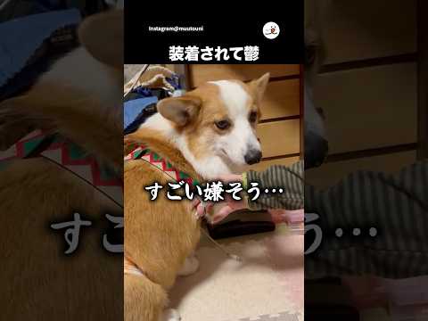 サスペンダーでオムツ固定したら…｜PECO サムネイル