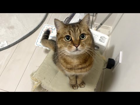 仕事から早退(?)してきたママを不思議そうに見つめる猫 サムネイル