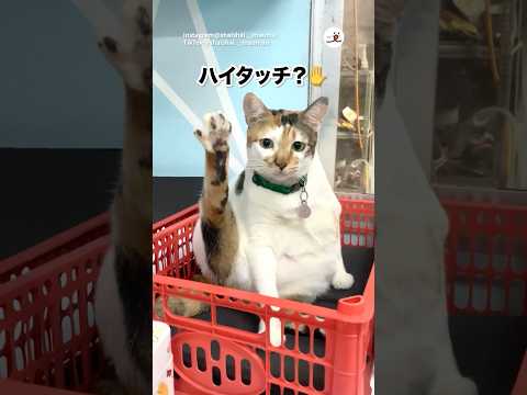 これは足だぞ！！｜PECO