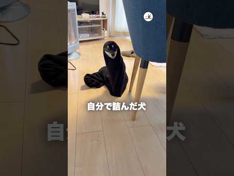 旦那がズボンを脱ぎっぱなしにしてたら…｜PECO サムネイル