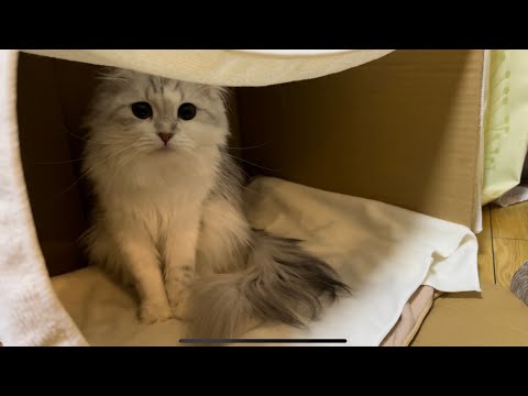 お産箱完成！！【スコティッシュフォールド】