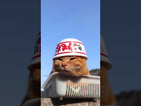白い力もちうどん　260411　のせ猫　 cat　 cute　 猫のいる暮らし　 kitten　 kitty　 ねこ… サムネイル