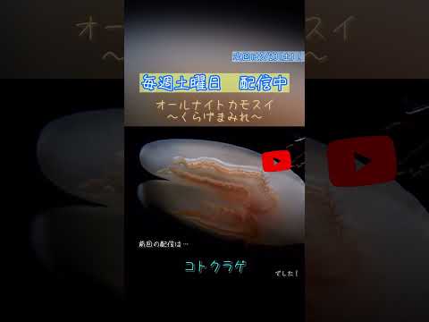 オールナイトカモスイ　～くらげまみれ～ 253 コトクラゲ サムネイル