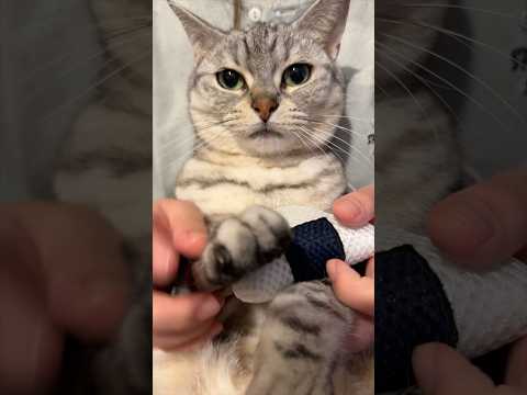 虚無な猫さんと、おにぎりの歌www cat 猫 サムネイル