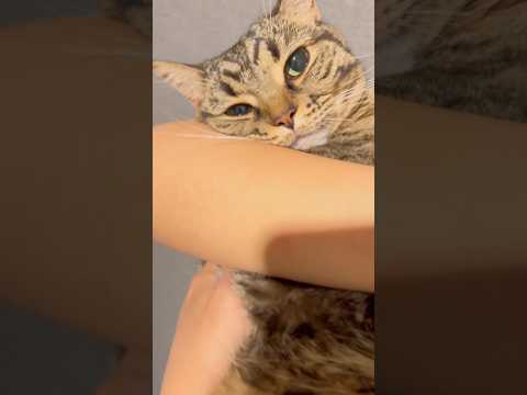 【帰宅のテンション】愛猫が可愛すぎて...笑 cat 猫