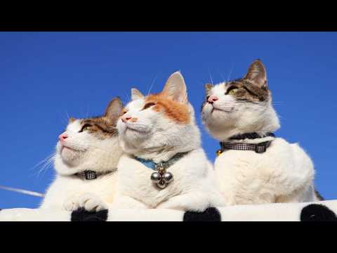 青空のちろとさばず　260530