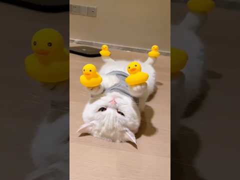 猫って可愛い♥大好き😍