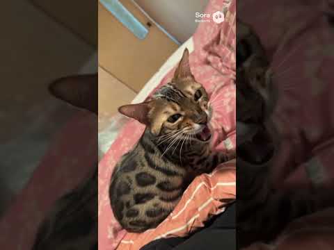シャム猫ベンガル猫shorts funny catガッツミャク子