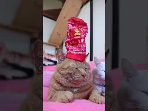 お茶犬　あたたかボトルカバー　260607　 cat 猫のせ cute　 ボトルカバー　cutecat お茶犬　 ki… サムネイル