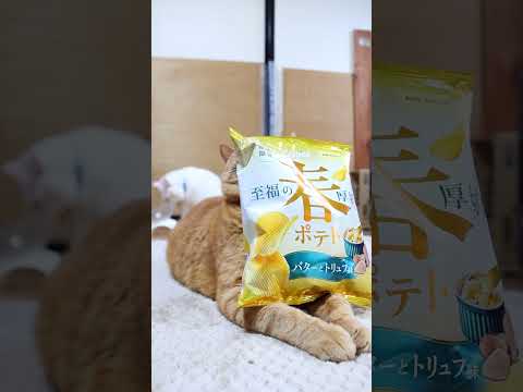 春ポテト バターとトリュフ味　260414　ねこ　のせ猫　 cat　 cute　 kitten　 cutecat　 ネ… サムネイル