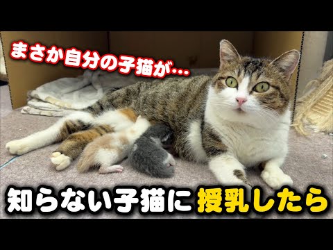 無関係な子猫に授乳したら自分のこねこがヤキモチを… サムネイル