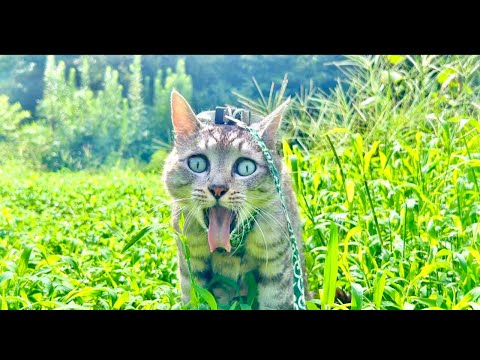 夜の猫ASMR 🌙 Deep Cat Purring for Sleep (LIVE) サムネイル