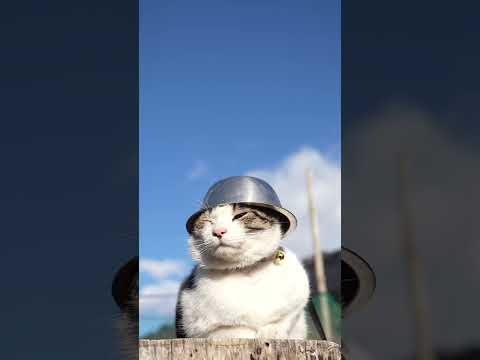 ステンレス帽子　260307　のせ猫　 cat　 cute　 ネコ　 ねこ　 猫のいる暮らし　 猫　 cutecat… サムネイル