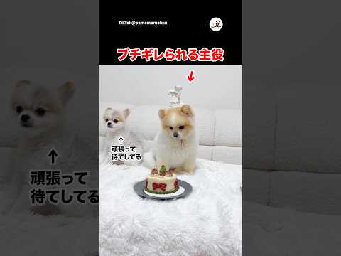 フライングしてブチギレられる主役｜PECO サムネイル