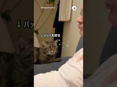 パパを見つめるむーちゃん｜PECO サムネイル