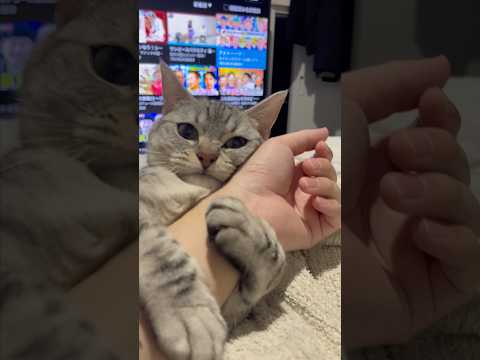【朗報】一日中パパの腕に巻きつき離さない猫... cat 猫 サムネイル