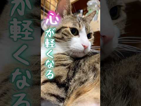 あなたの側にはまだ沢山の素晴らしいものがあるのだよcats shorts 球太 サムネイル