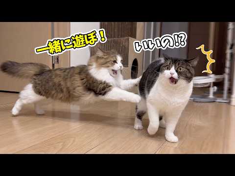らいくんと仲良くなって嬉しさを爆発させた息子猫がこうなりました…w