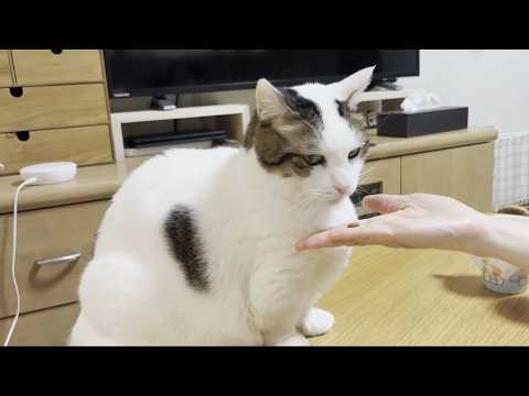 カリカリを食べなくなってしまった元太めの猫