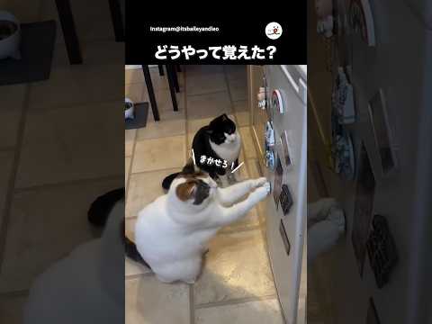 引くことを覚えた猫｜PECO