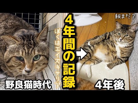 【野良猫から家猫へ】4年目の記録｜ニャン生大逆転してベテラン家猫になった元ボス猫