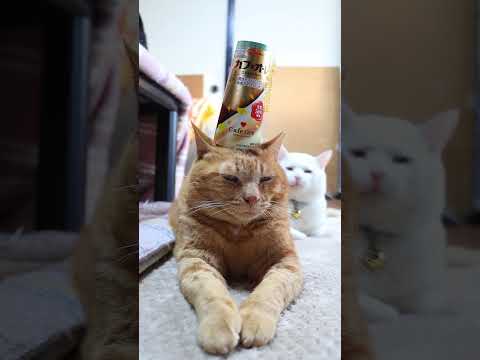 カフェオーレ　260315　のせ猫　 cat　 cute　 kitty　 ねこ　 猫のいる暮らし　 kitten　 ネ… サムネイル